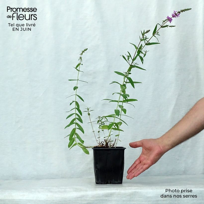 Spécimen de Lythrum salicaria - Salicaire Pot de 2L/3L tel que livré en été