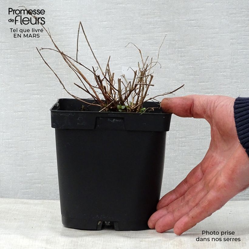 Spécimen de Lythrum salicaria - Salicaire en pot de 2L/3L tel que livré au printemps