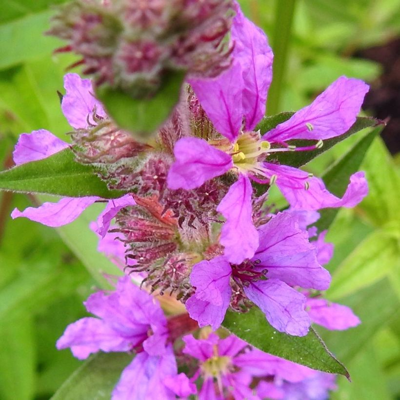 Lythrum salicaria Swirl - Salicaire commune Swirl (Floraison)