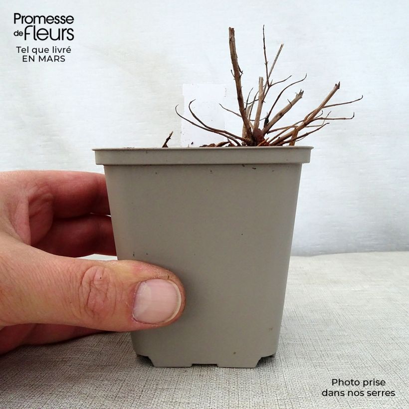 Spécimen de Lythrum salicaria Swirl - Salicaire commune Swirl Godet de 9cm tel que livré au printemps