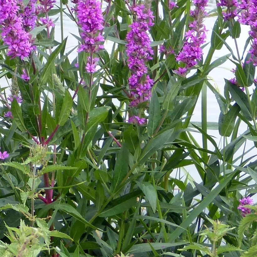 Lythrum salicaria The Beacon - Salicaire commune The Beacon  (Feuillage)