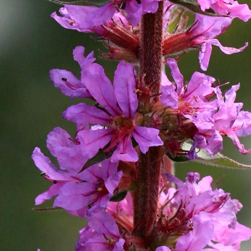 Lythrum salicaria The Beacon - Salicaire commune The Beacon  (Floraison)