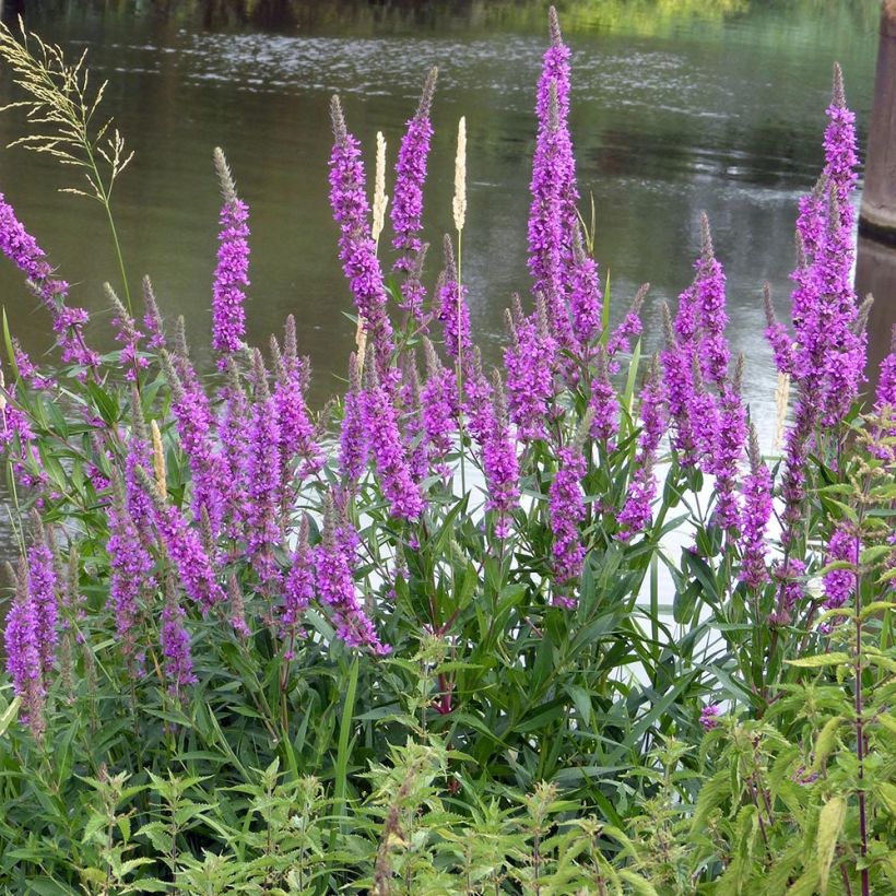 Lythrum salicaria The Beacon - Salicaire commune The Beacon  (Port)