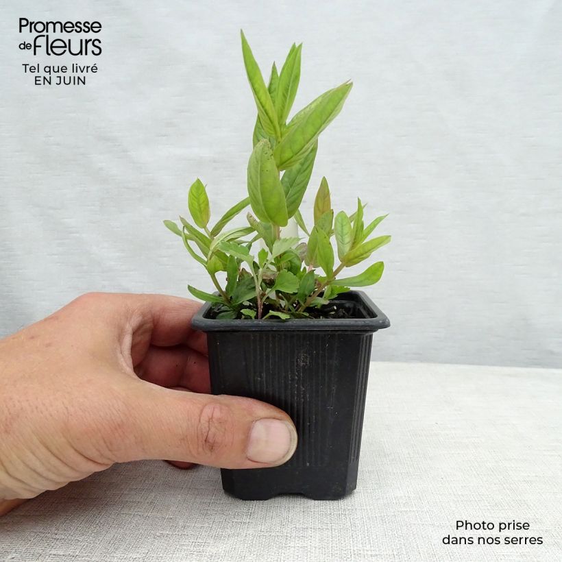 Spécimen de Lythrum salicaria The Beacon - Salicaire commune The Beacon  Godet de 8/9 cm tel que livré en été