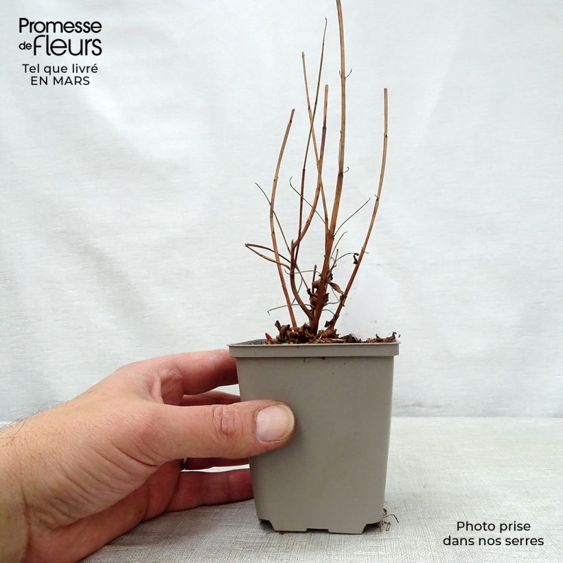 Spécimen de Lythrum virgatum Dropmore Purple en godet de 9 cm tel que livré au printemps