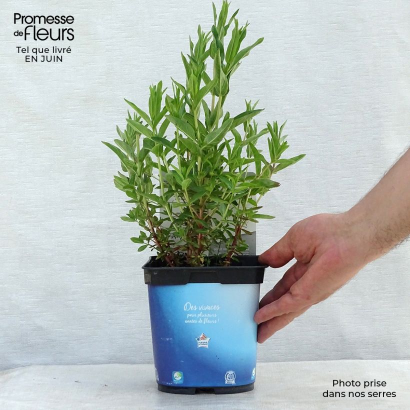 Spécimen de Lythrum virgatum Dropmore Purple Pot de 2L/3L tel que livré en été