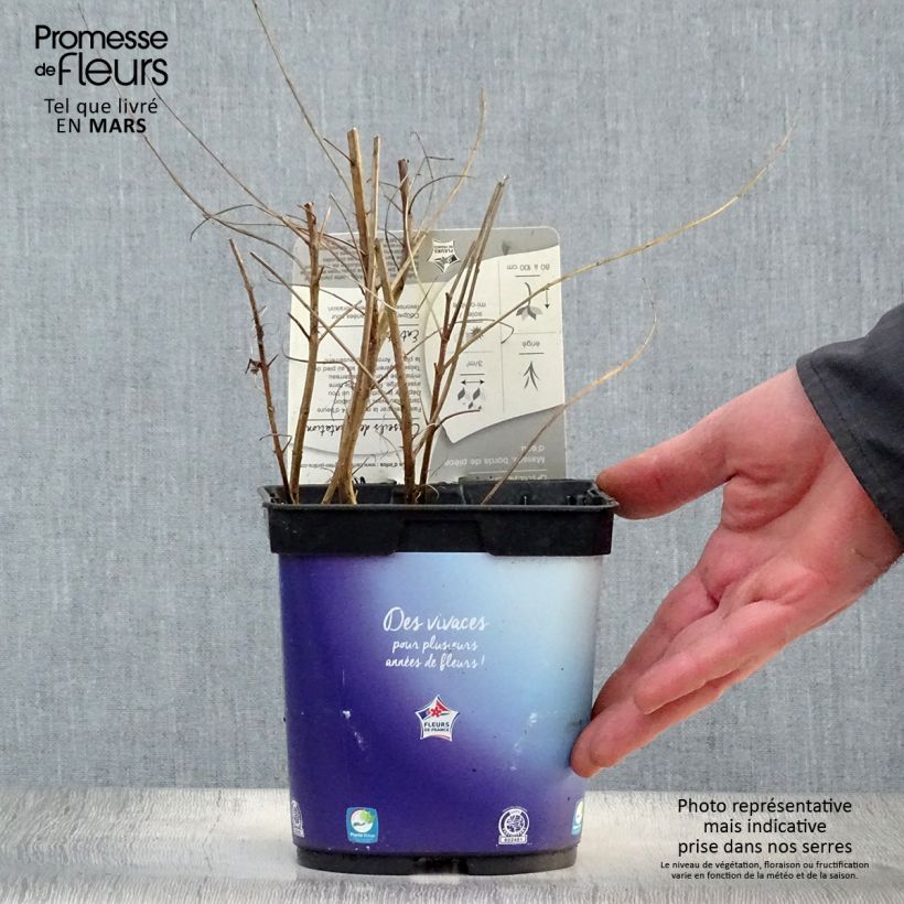 Spécimen de Lythrum virgatum Dropmore Purple en pot de 2/3 litres tel que livré au printemps