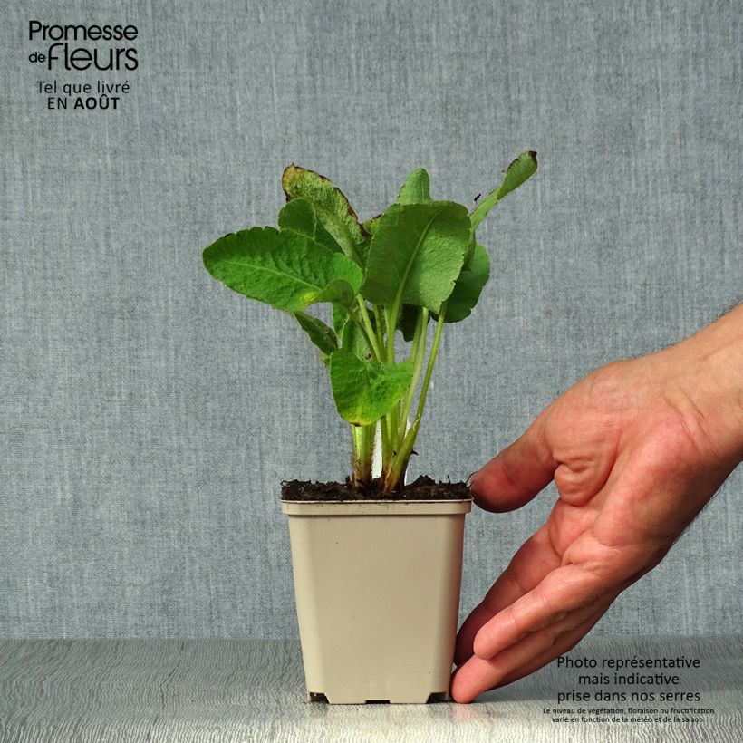Spécimen de Pavot bleu de l Himalaya - Meconopsis betonicifolia Godet de 8/9 cm tel que livré en été