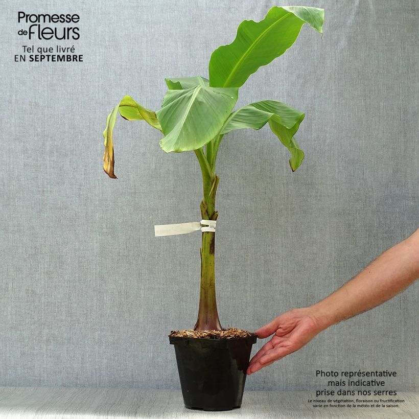 Spécimen de Musa basjoo Dajiao - Bananier du Japon Pot de 4L/5L tel que livré en automne