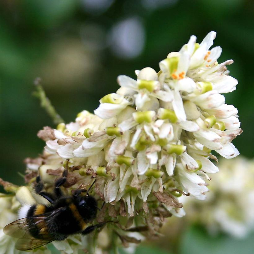 Maackia amurensis (Floraison)