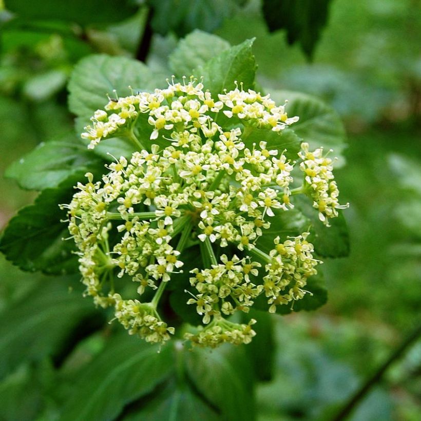 Maceron - Smyrnium olusatrum (Floraison)