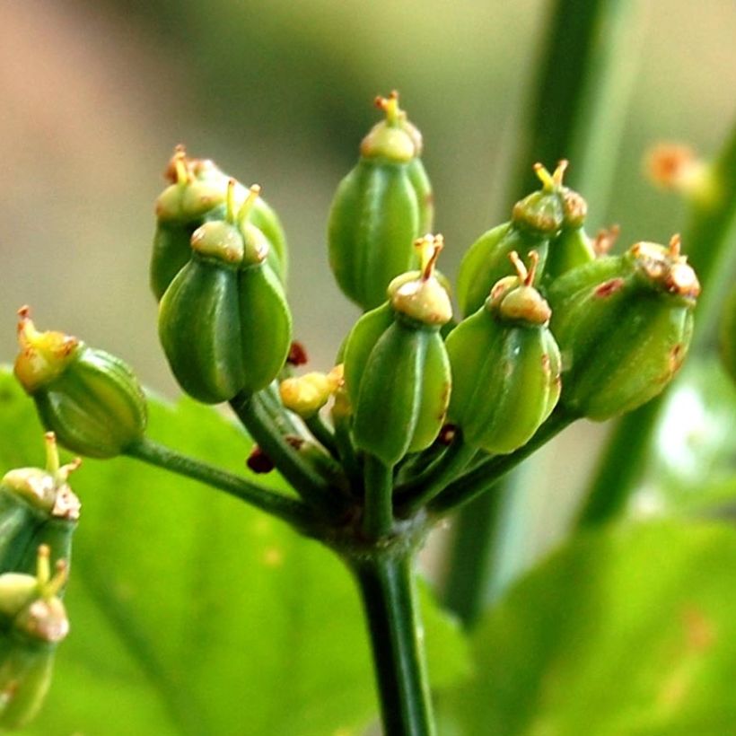 Maceron - Smyrnium olusatrum (Récolte)