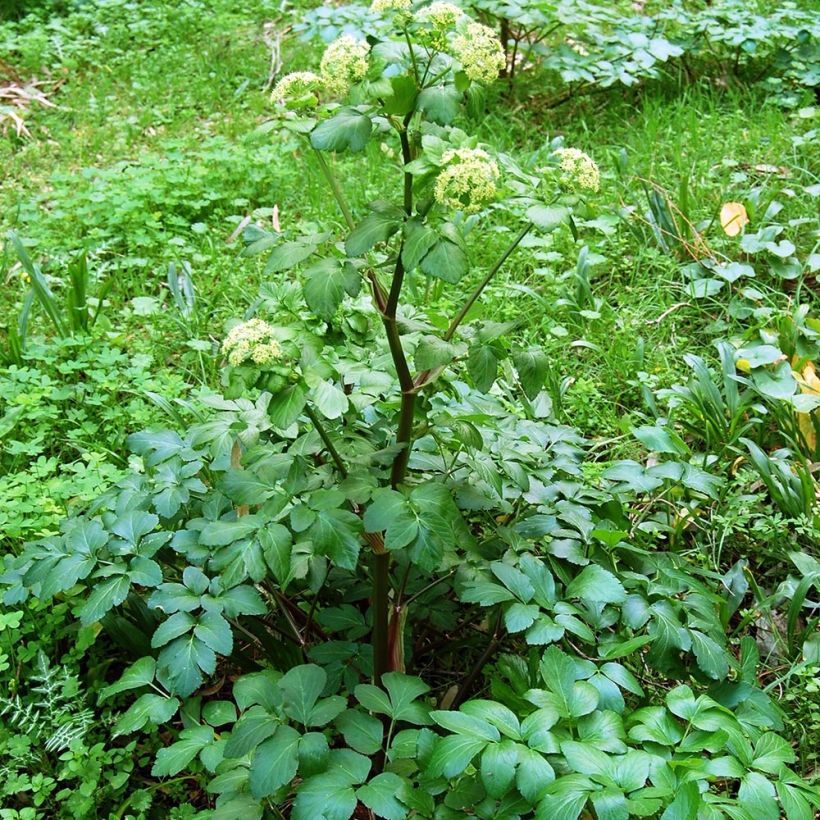 Maceron - Smyrnium olusatrum (Port)