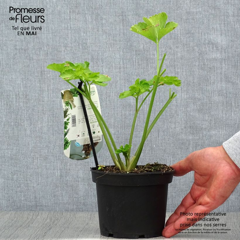 Spécimen de Maceron - Smyrnium olusatrum - Pot de 1.5L/2L tel que livré au printemps