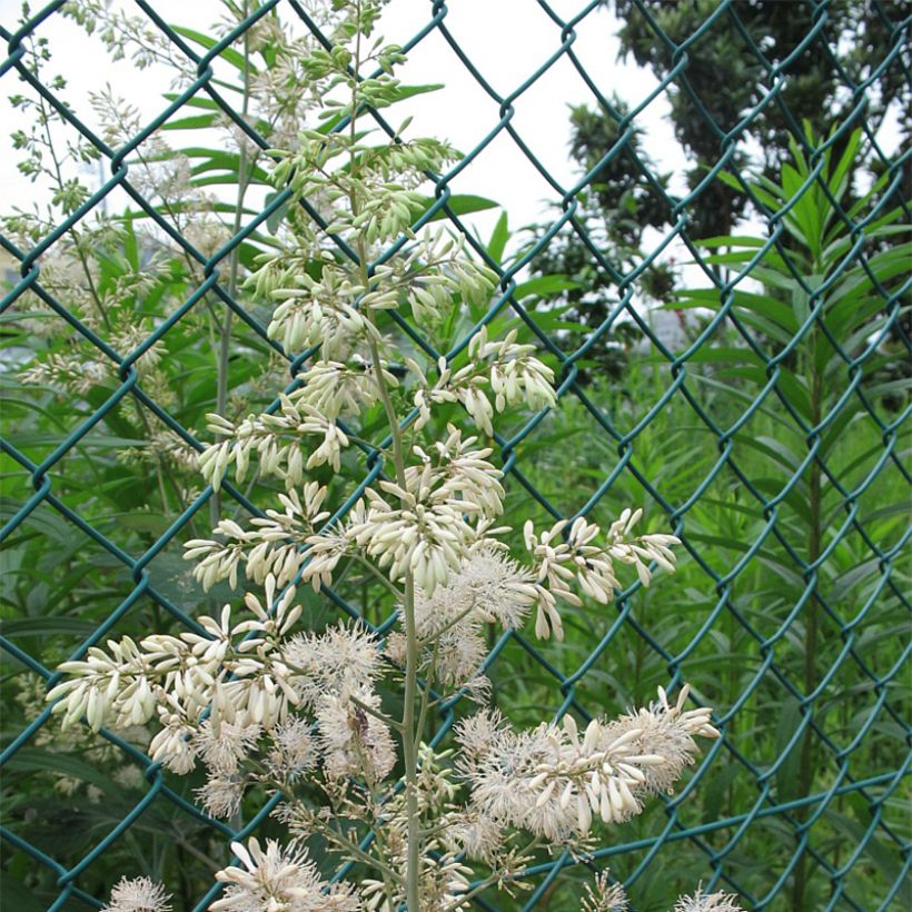 Macleaya cordata - Bocconie cordée (Floraison)
