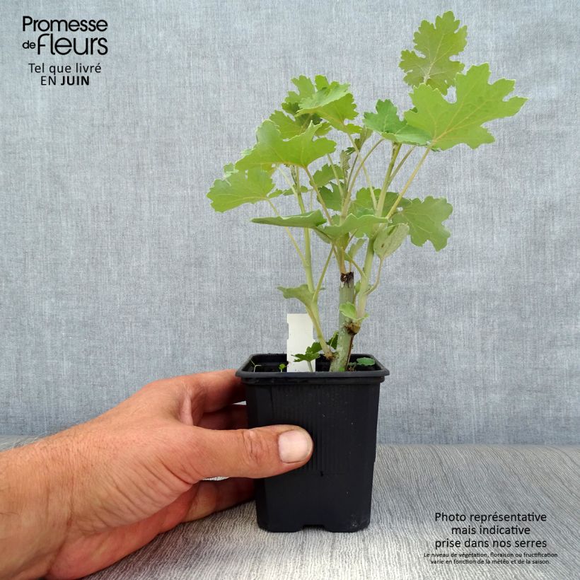 Spécimen de Macleaya cordata - Bocconie cordée Godet de 8/9 cm tel que livré en été