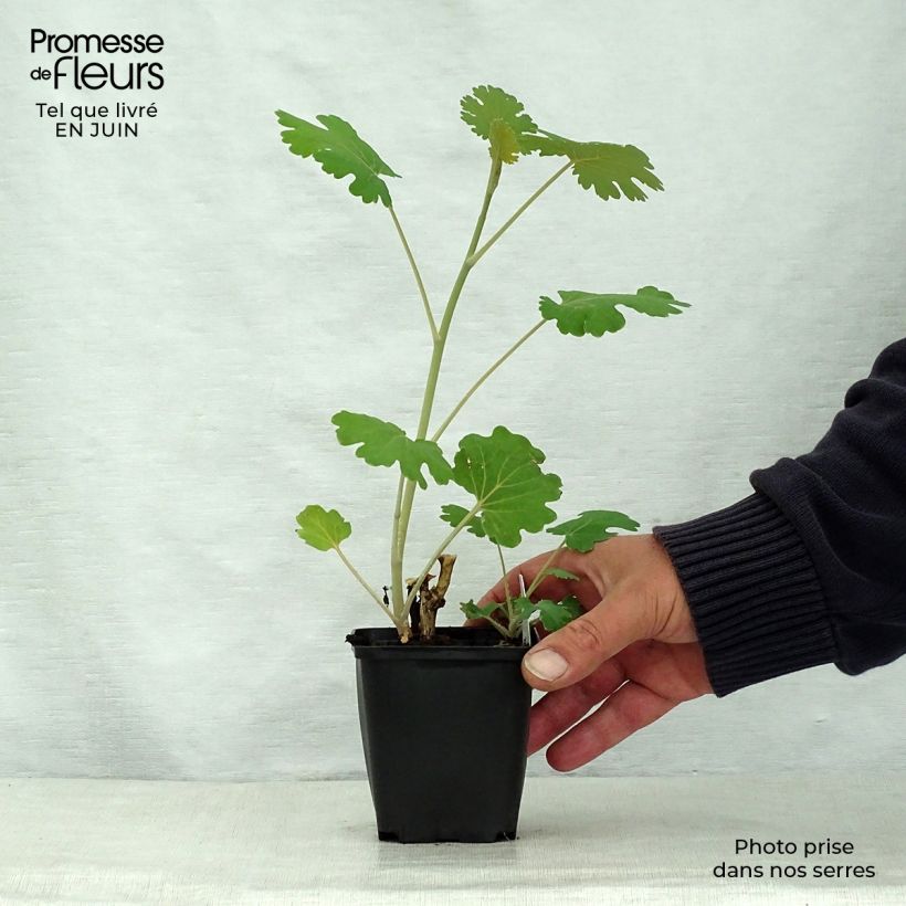 Spécimen de Macleaya microcarpa Kelway's Coral Plume - Bocconie Godet de 8/9 cm tel que livré en été