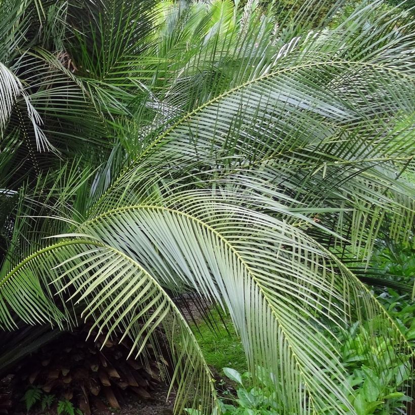 Macrozamia communis (Feuillage)