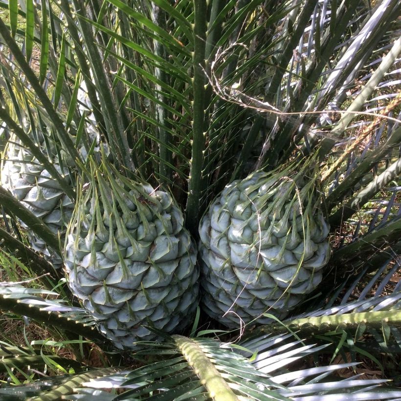 Macrozamia communis (Floraison)