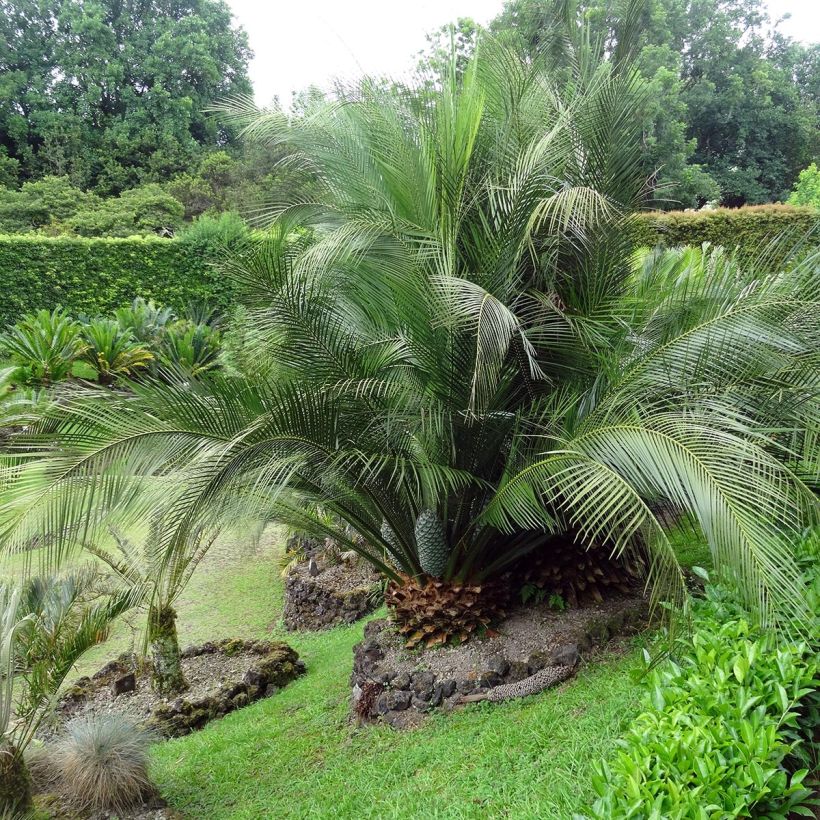 Macrozamia communis (Port)