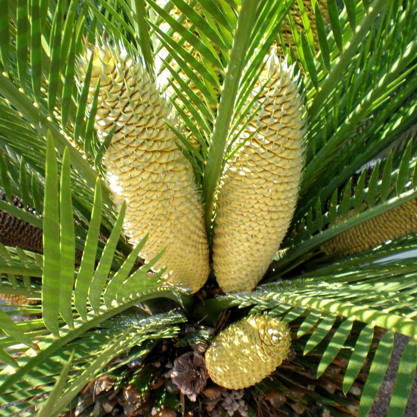 Macrozamia moorei - Cycas de Moore (Floraison)