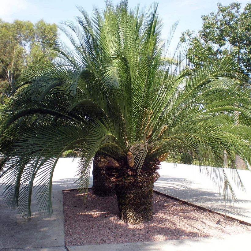 Macrozamia moorei - Cycas de Moore (Port)