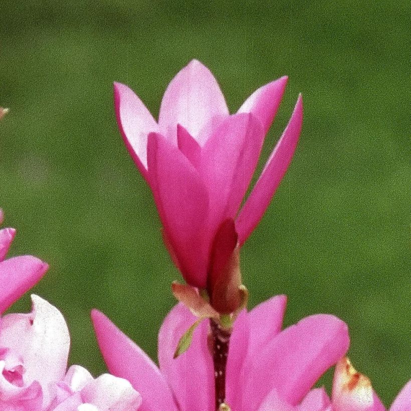 Magnolia Betty (Floraison)