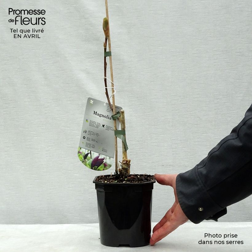 Spécimen de Magnolia Black Beauty en pot de 2L/3L tel que livré au printemps