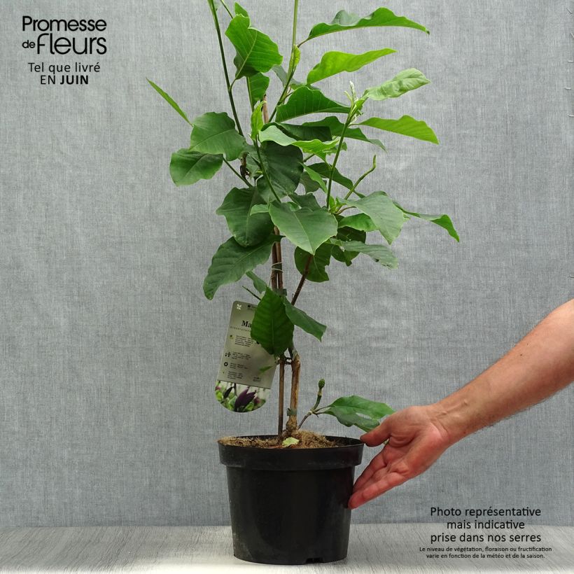 Spécimen de Magnolia Black Beauty Pot de 2L/3L tel que livré en été