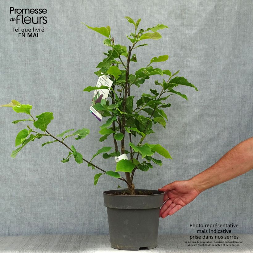 Spécimen de Magnolia Black Beauty en pot de 6L tel que livré au printemps