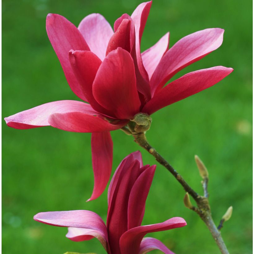Magnolia Burgundy Star (Floraison)