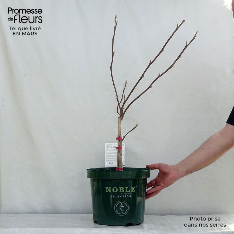 Spécimen de Magnolia Daphne en pot de 5L tel que livré au printemps