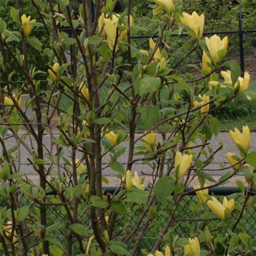 Magnolia Daphne (Feuillage)