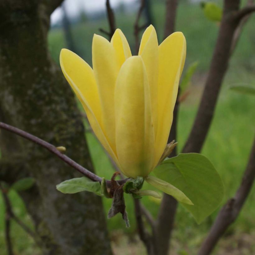 Magnolia Daphne (Floraison)