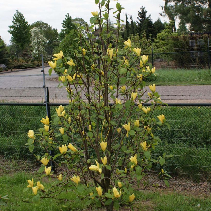 Magnolia Daphne (Port)