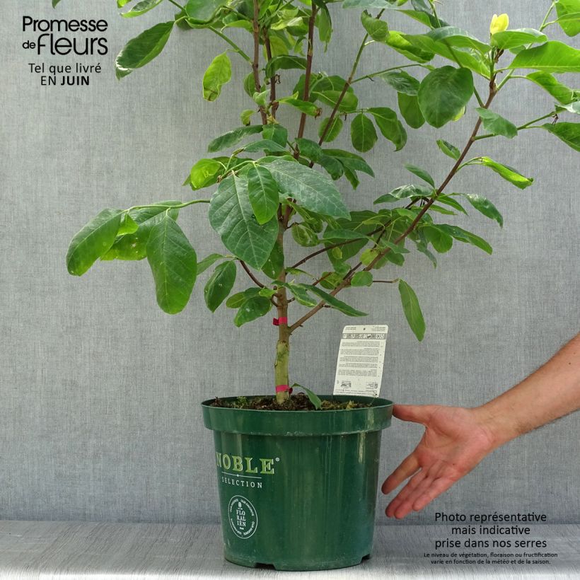 Spécimen de Magnolia Daphne Pot de 4L/5L tel que livré en été