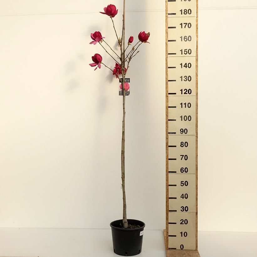 Spécimen de Magnolia Emperor Pot de 10L tel que livré au printemps