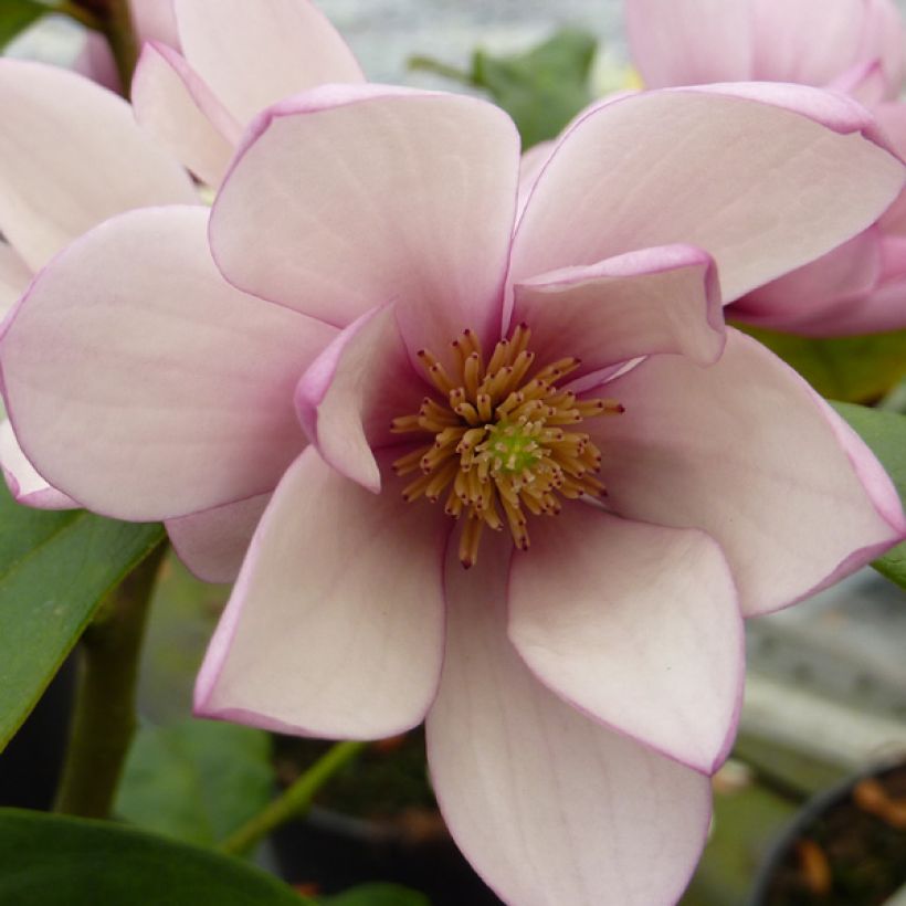 Magnolia Fairy Blush - Michelia hybride (Floraison)