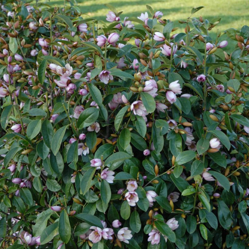 Magnolia Fairy Blush - Michelia hybride (Port)