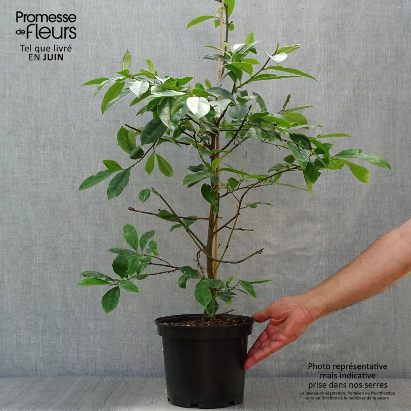 Spécimen de Magnolia Fairy Blush - Michelia hybride Pot de 4L/5L tel que livré en été