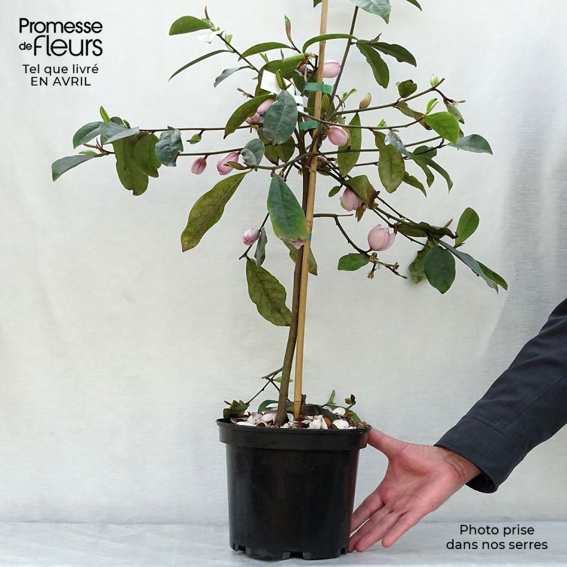Spécimen de Magnolia Fairy Blush - Michelia hybride Pot de 4L/5LHauteur livrée env. 100/110cm tel que livré au printemps