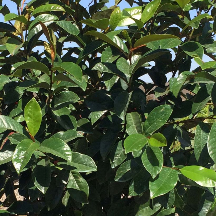 Magnolia Fairy Cream - Magnolia hybride (Feuillage)