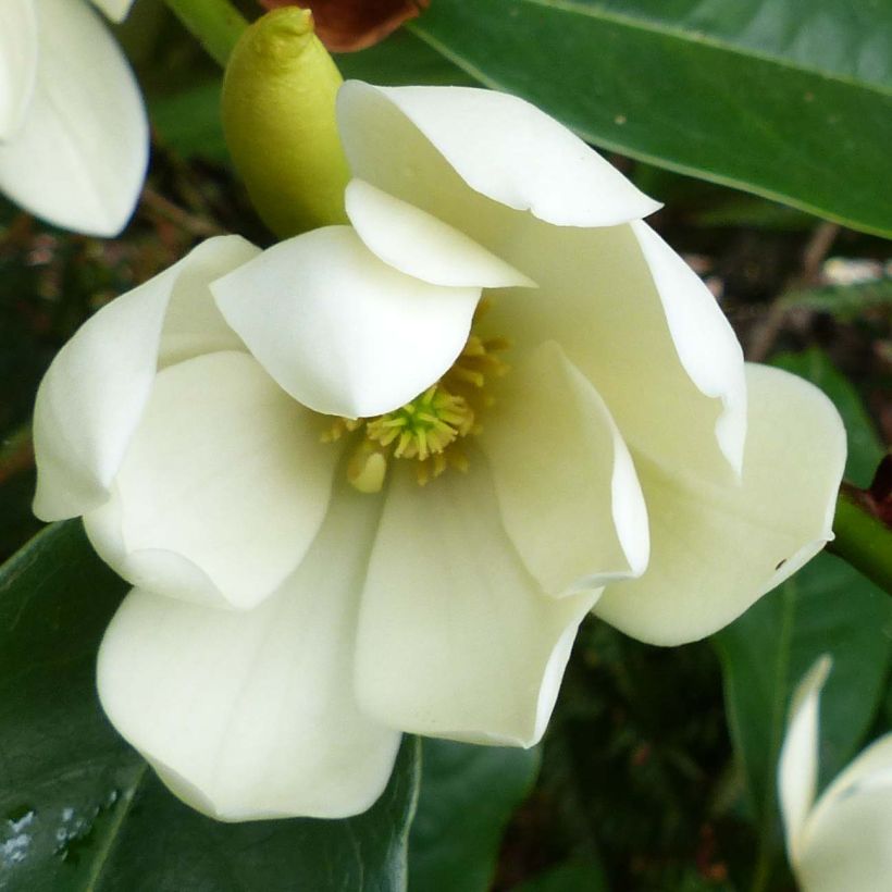 Magnolia Fairy Cream - Magnolia hybride (Floraison)