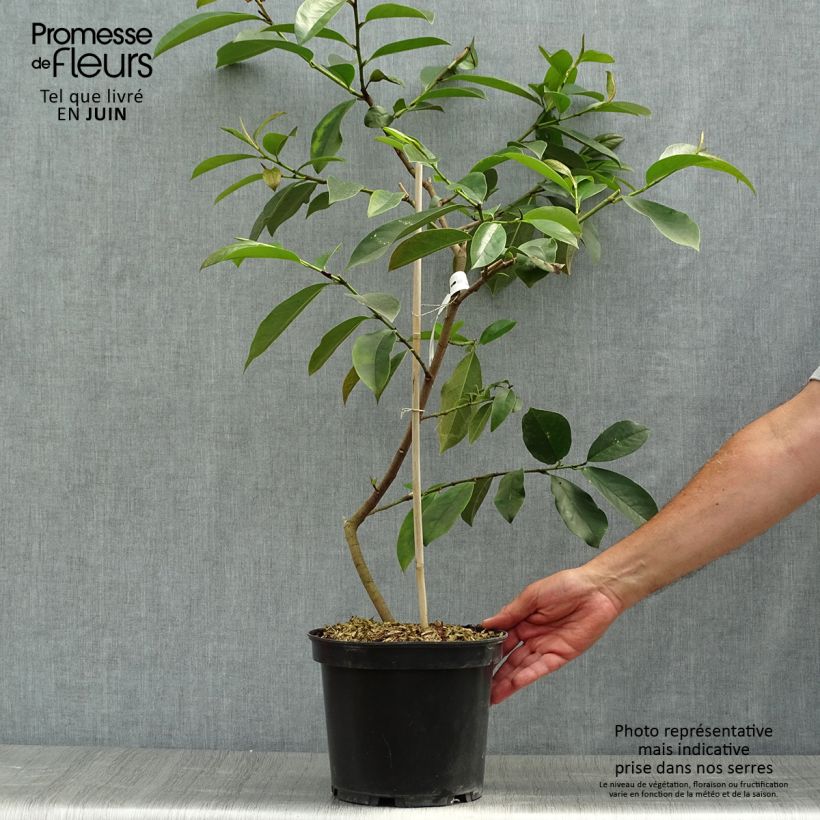Spécimen de Magnolia Fairy White - Michelia hybride Pot de 4L/5L tel que livré en été