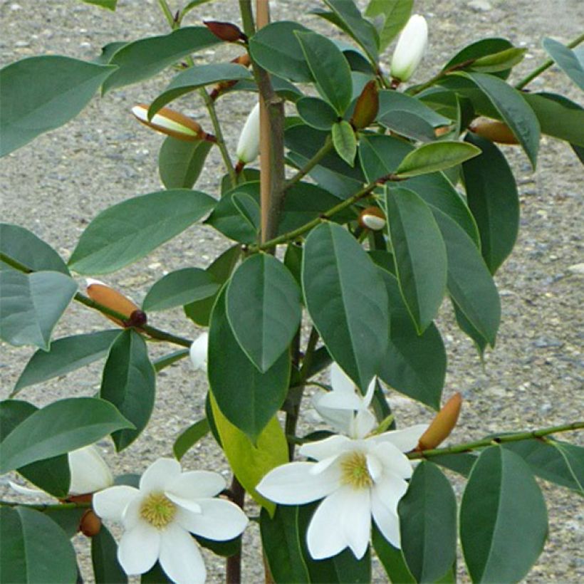 Magnolia Fairy White - Michelia hybride (Feuillage)