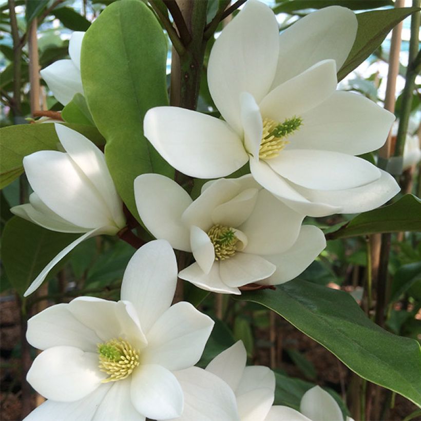 Magnolia Fairy White - Michelia hybride (Floraison)
