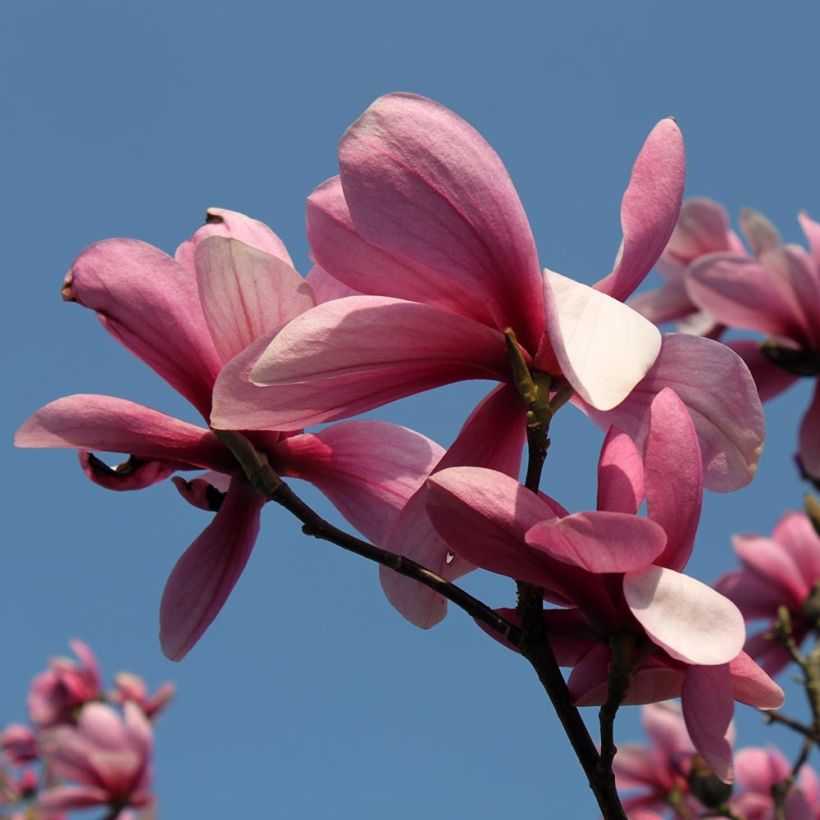 Magnolia Galaxy (Floraison)