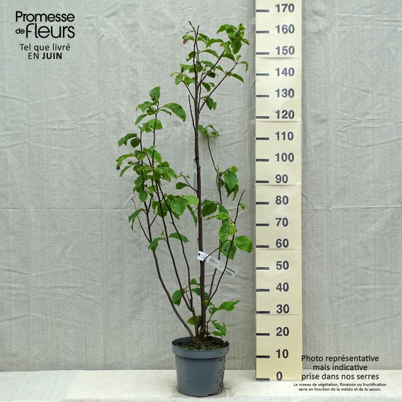 Spécimen de Magnolia Galaxy Pot de 5L tel que livré au printemps