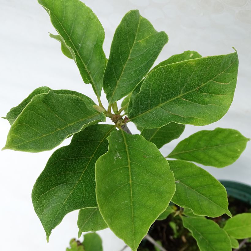Magnolia Genie (Feuillage)