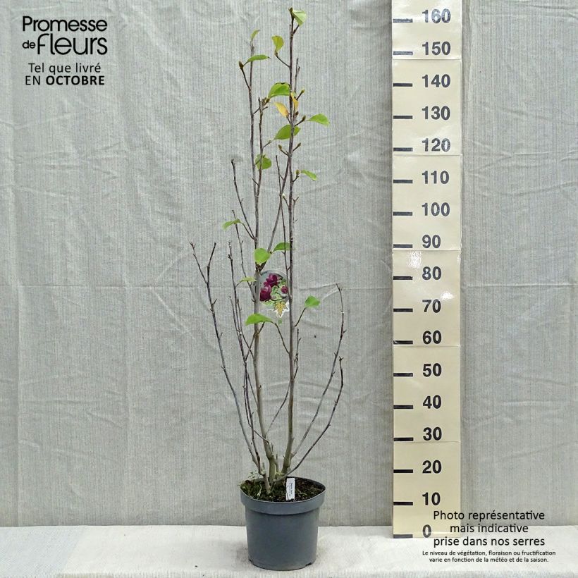 Spécimen de Magnolia Genie Pot de 4L/5L tel que livré en automne